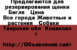 Предлагаются для резервирования щенки Бигля › Цена ­ 40 000 - Все города Животные и растения » Собаки   . Тверская обл.,Конаково г.